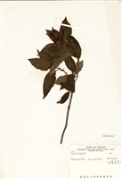 藏品(玉葉金花)的圖片